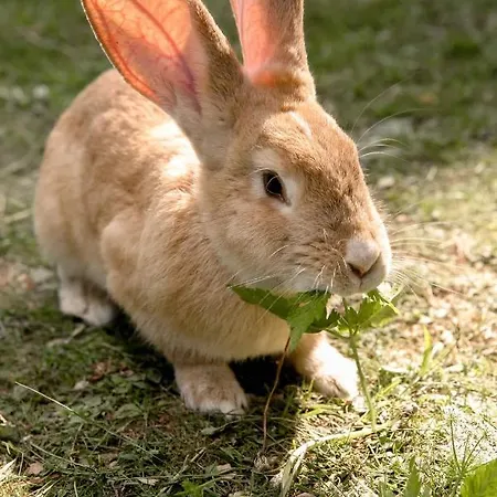 Apartment Apartma Mlekuz