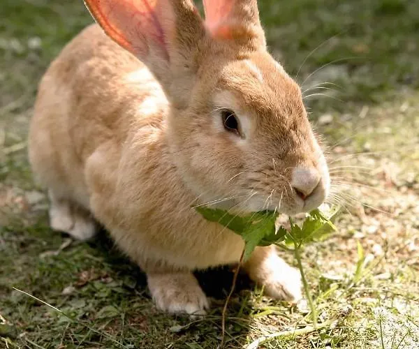 דירה Apartma Mlekuz